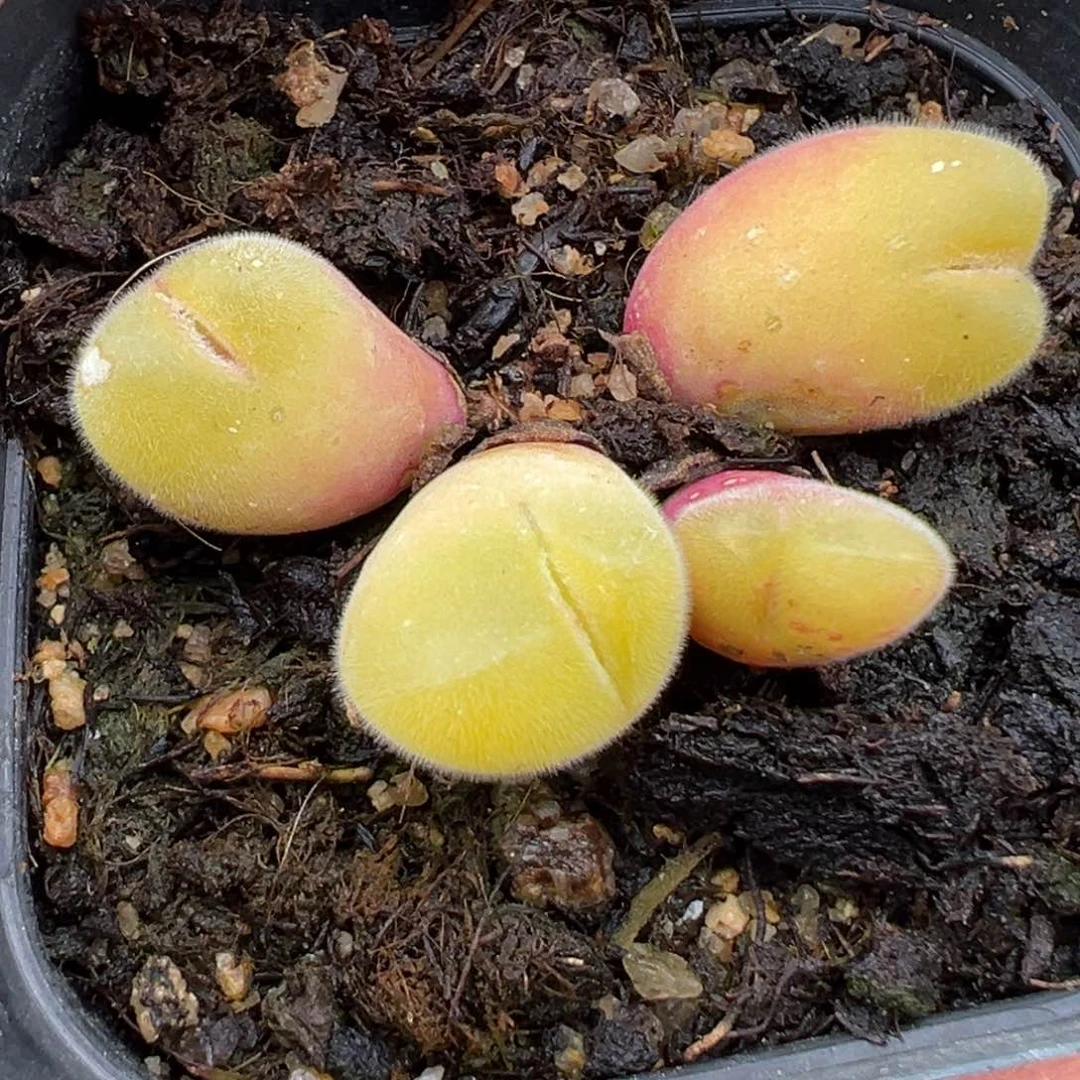 2.7好看的多肉724