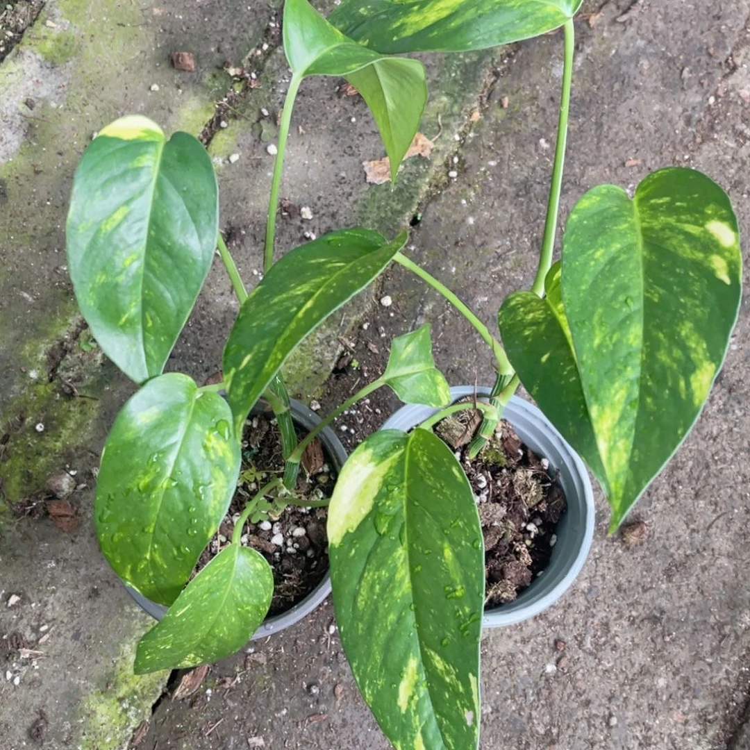 完全开放火焰麒麟尾福利随机发货