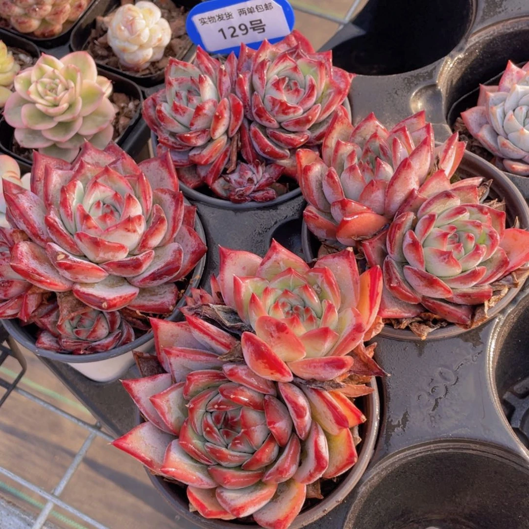 129号宽叶全状态红拉糖老桩双头一个