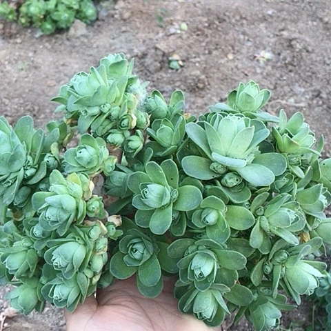 山地玫瑰二棵多肉14