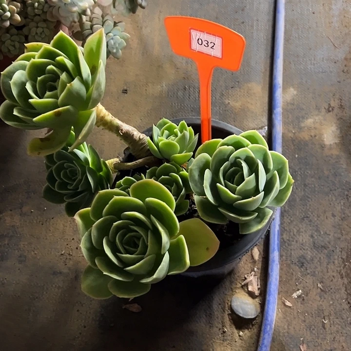 ༺****完全开放星娜塔多肉植物032