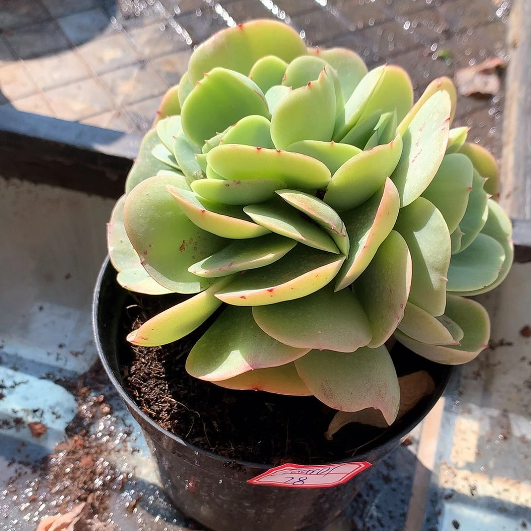 鸡蛋碧桃缀多肉植物