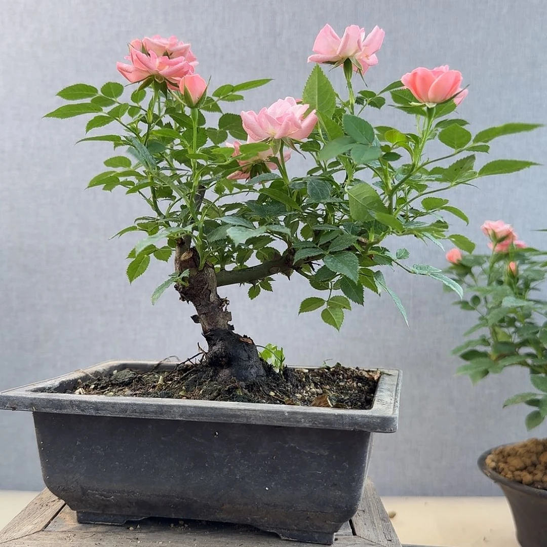 完全开放7666666666