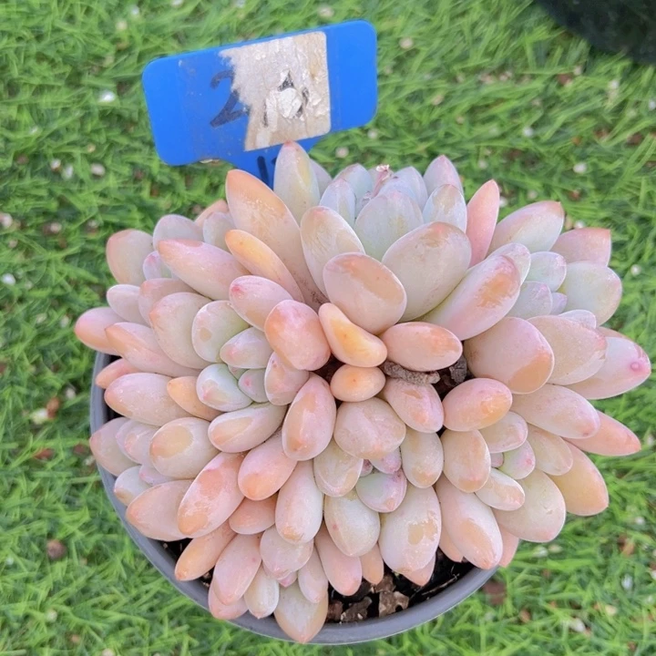 健健康康平平安安