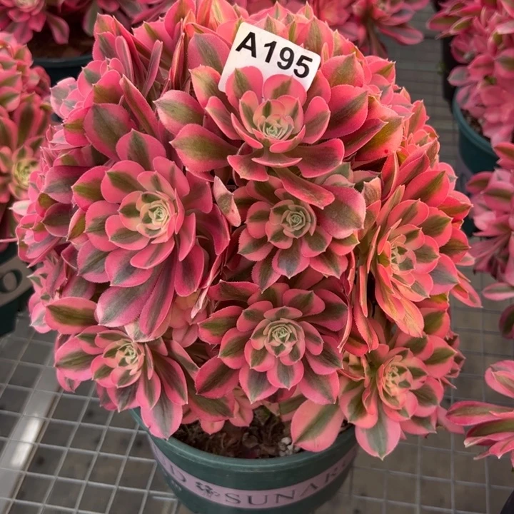 195女巫朵朵25厘米左右