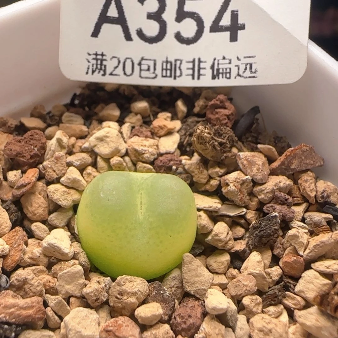 拉登1.2带盆土1200