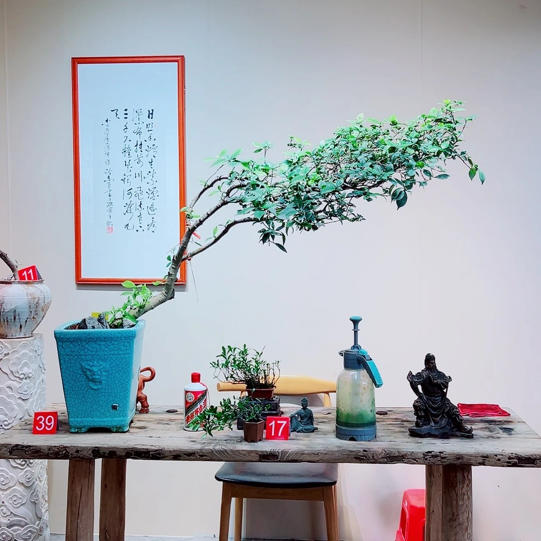 大***树完全开放海岛栀子花一物一拍