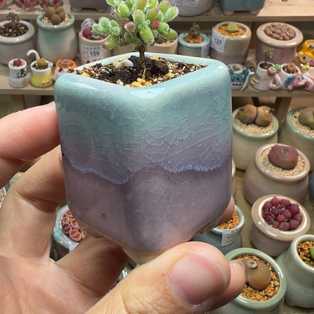 用****0多肉植物192号糖球