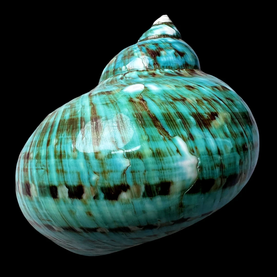 【帝王蝾螺（特大！精品）】96.7mm 赠1串杯托 天然贝壳 A112