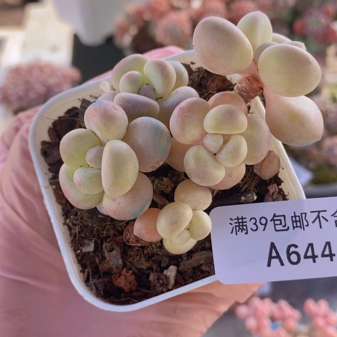 萤火虫5cm644多肉酱