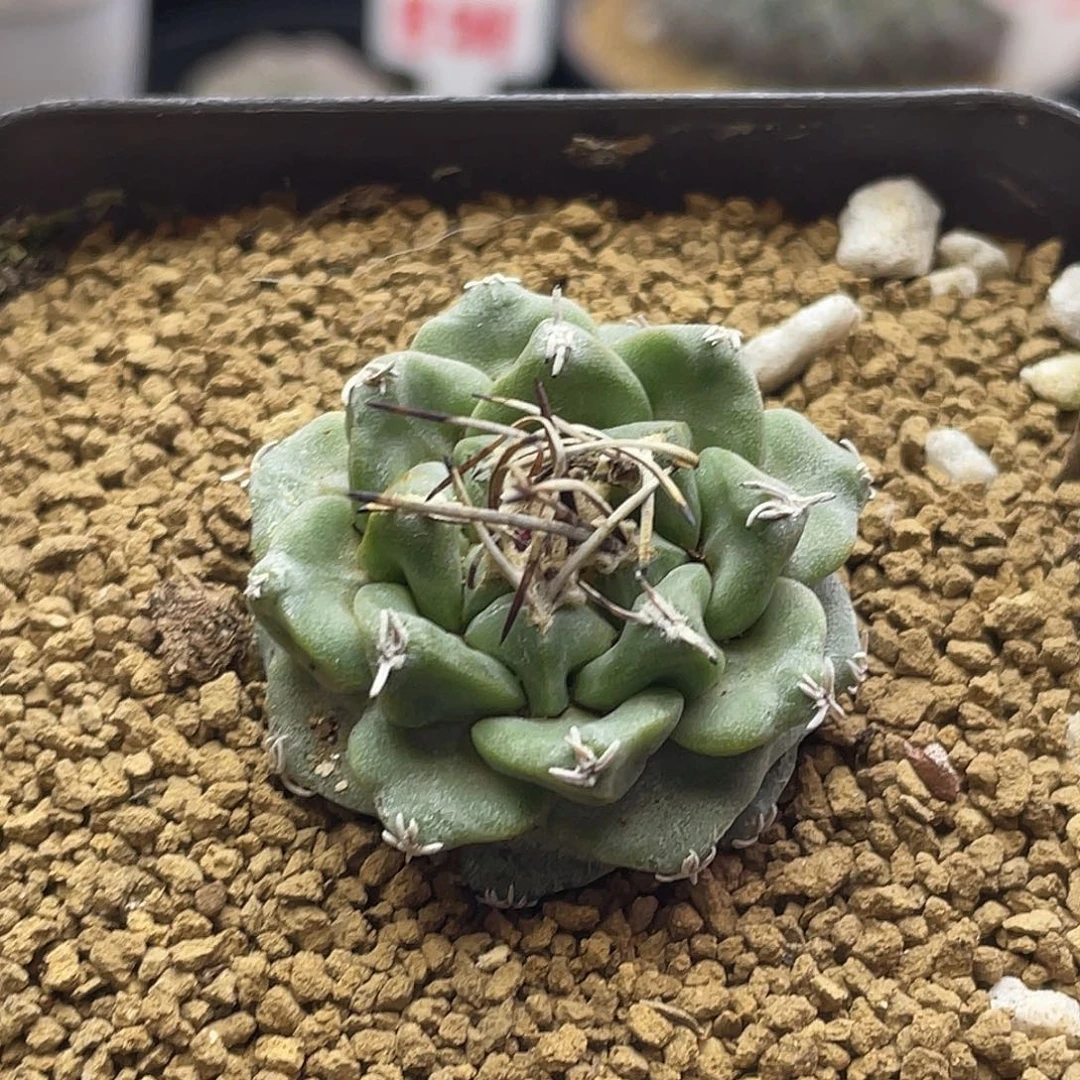 实生大尤赤花娇丽仙人球