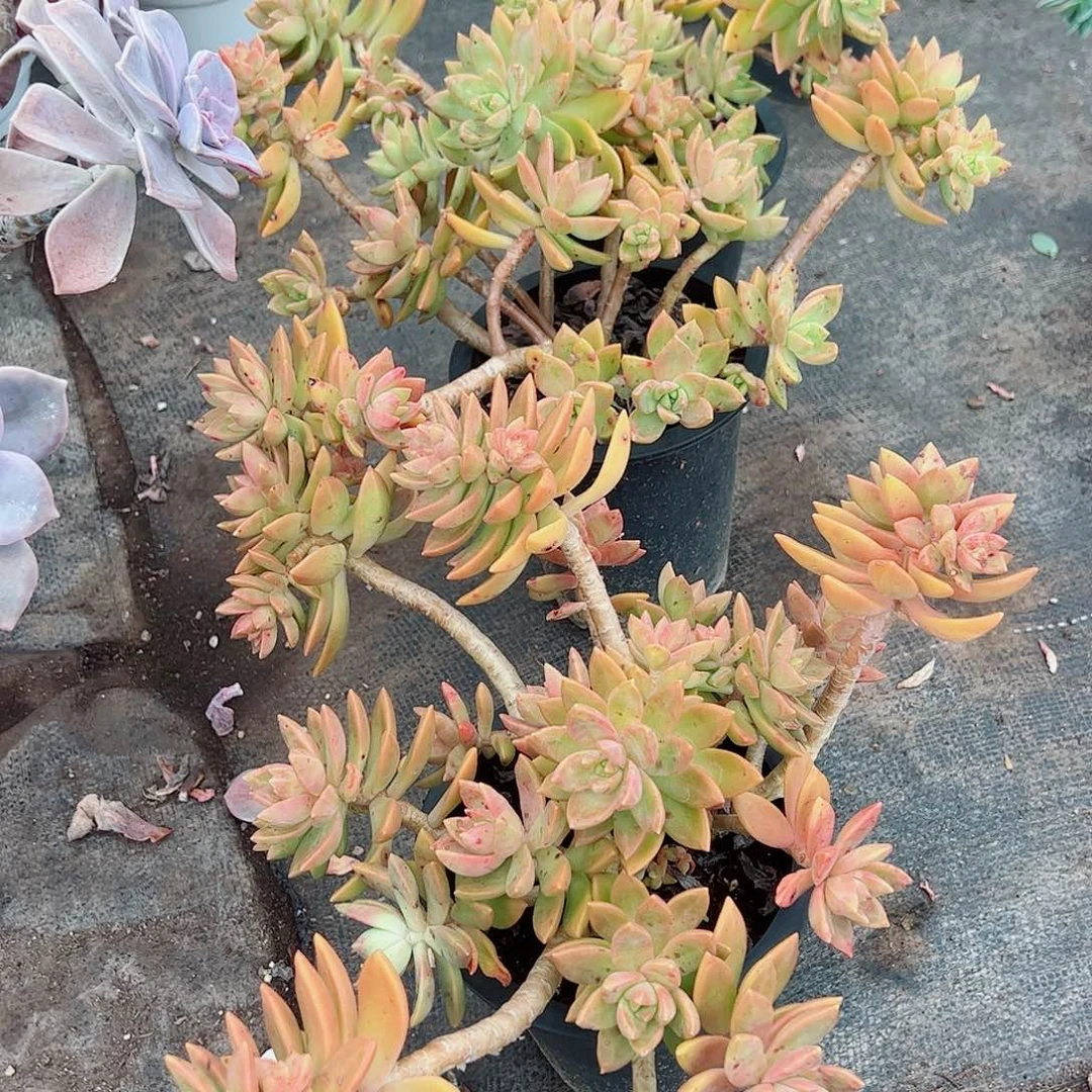 黄金布丁多头群生2盆