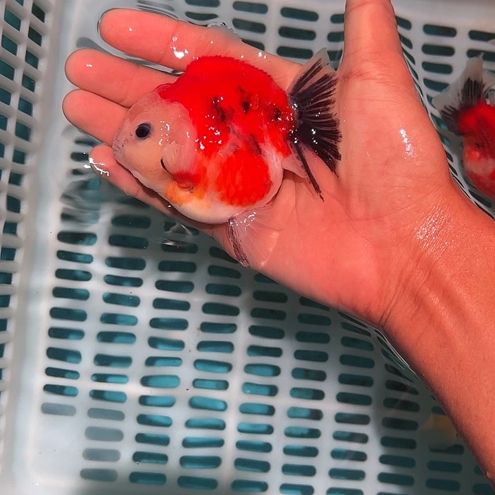 金鱼包邮123456789