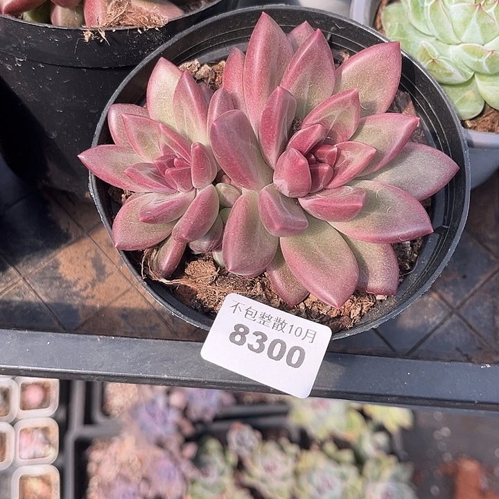 阿雅园艺。       8300迷雾泡泡