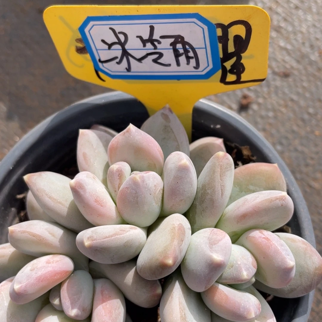 冰*雨姐姐说她真的有男朋友就