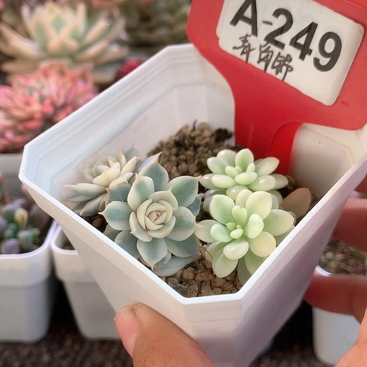 青岗锦与洛可可拼盘