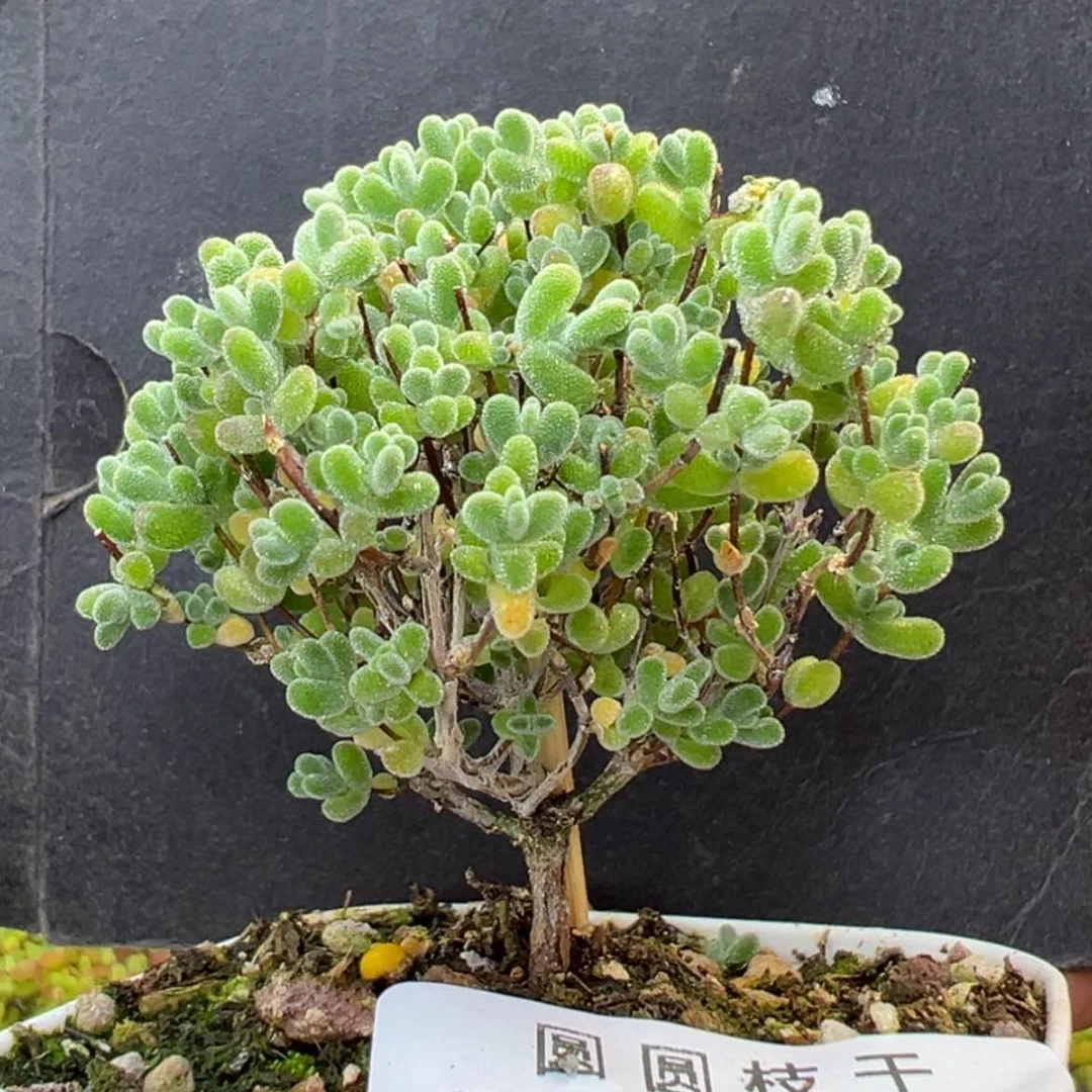 【闪购商品】dy6429实生莱斯冠幅6cm