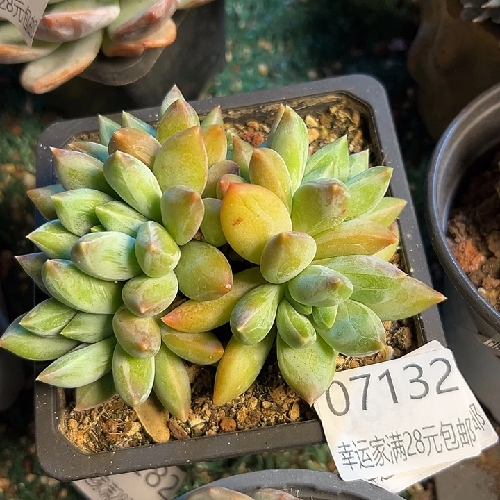 幸运的是我还没遇到你