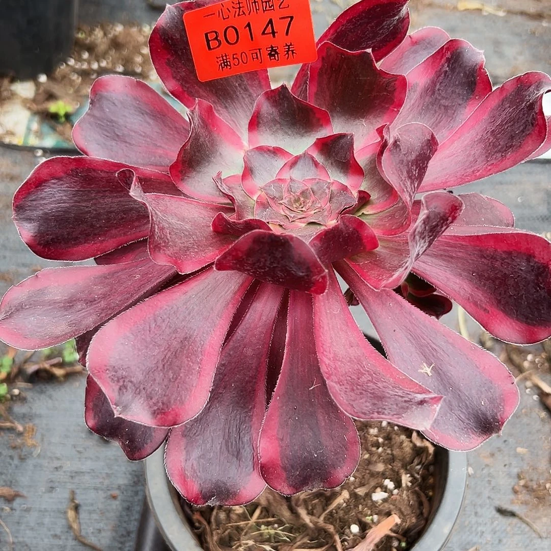 巫毒白多肉植物0147