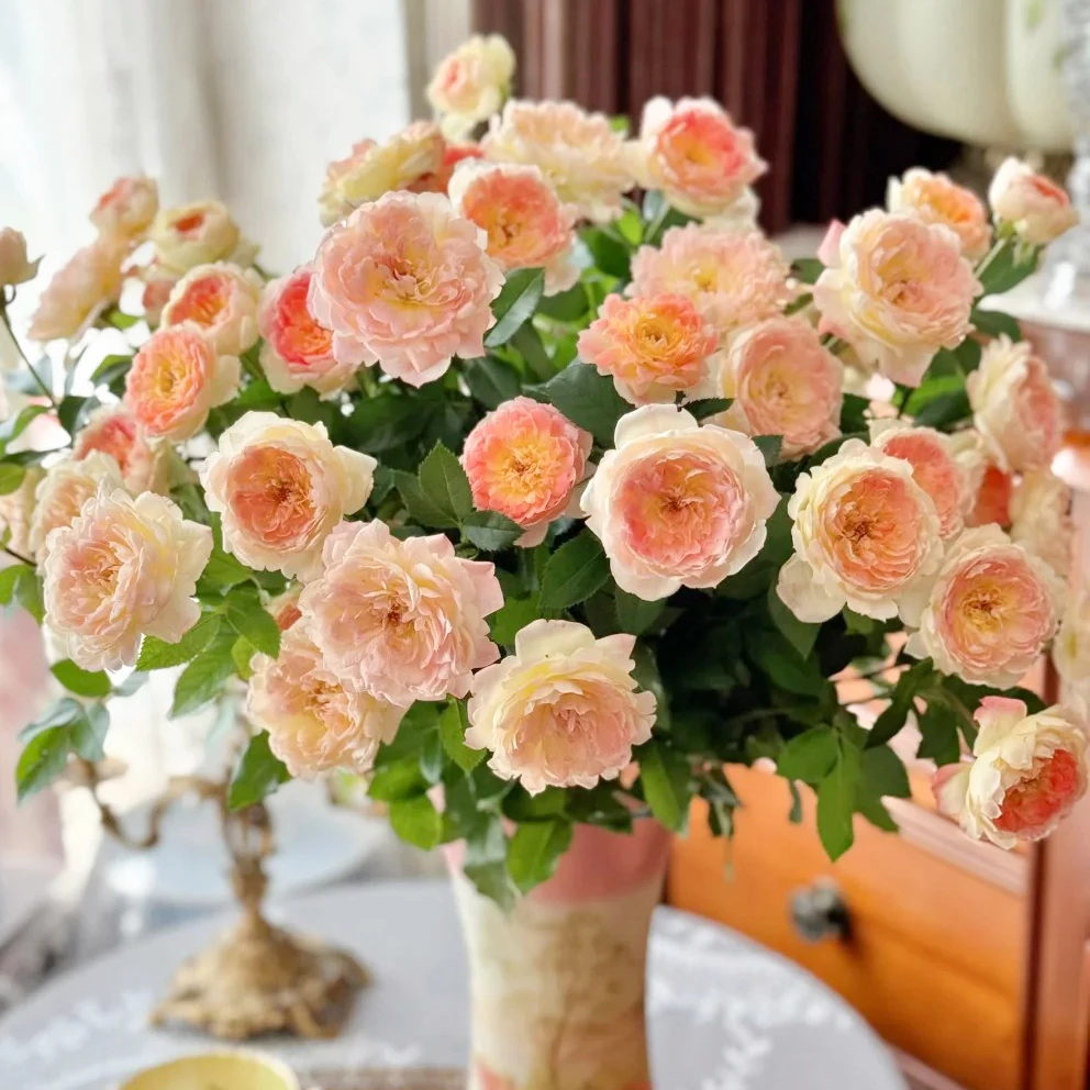 云花巷# 【云霞】稀有小众品种
