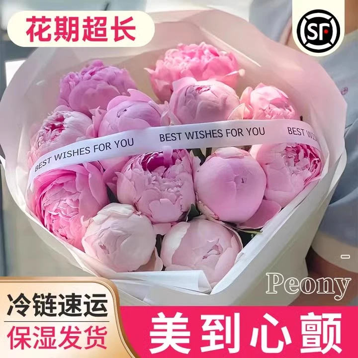 【现货】进口重瓣芍药鲜切花山东基地头茬精品芍药花