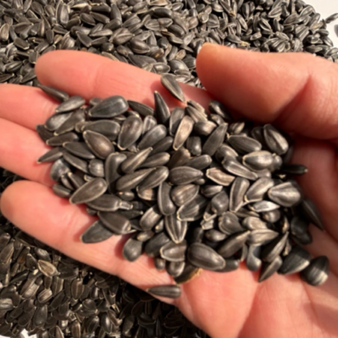 精品油葵鹦鹉油料