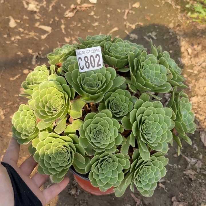 魅灵……多肉植物……