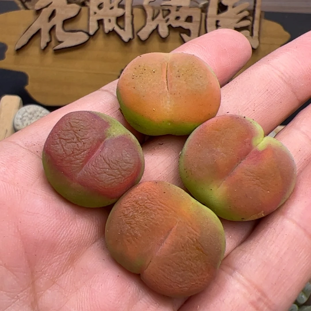 【闪购商品】00000007