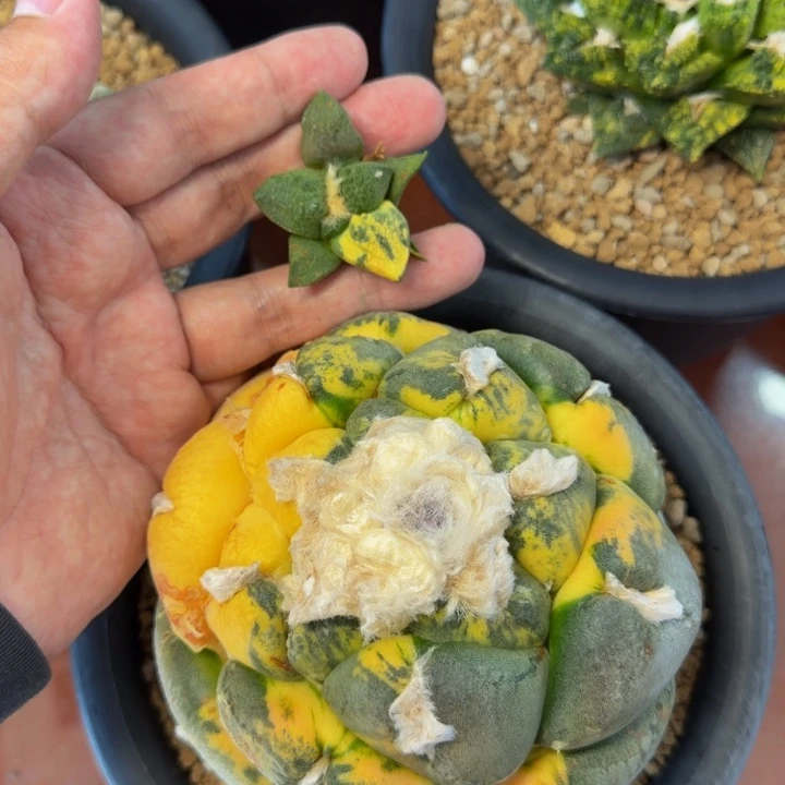 世界级超级连山锦边境老头的