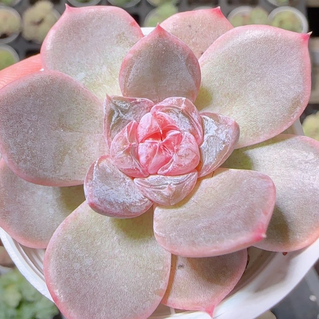 花语逸镜1026-433溏心珍妮