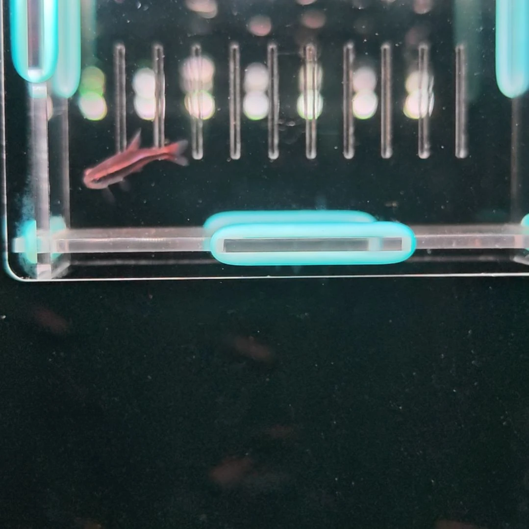 灯科鱼血魔公不保发色2.8厘米左右