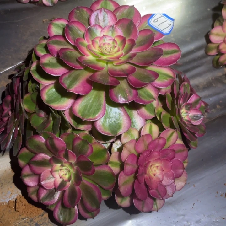 617，荔枝法师锦锦锦
