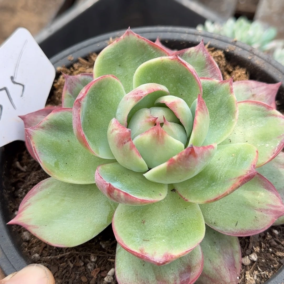 惊鸿一物一拍包装收缩花旱375