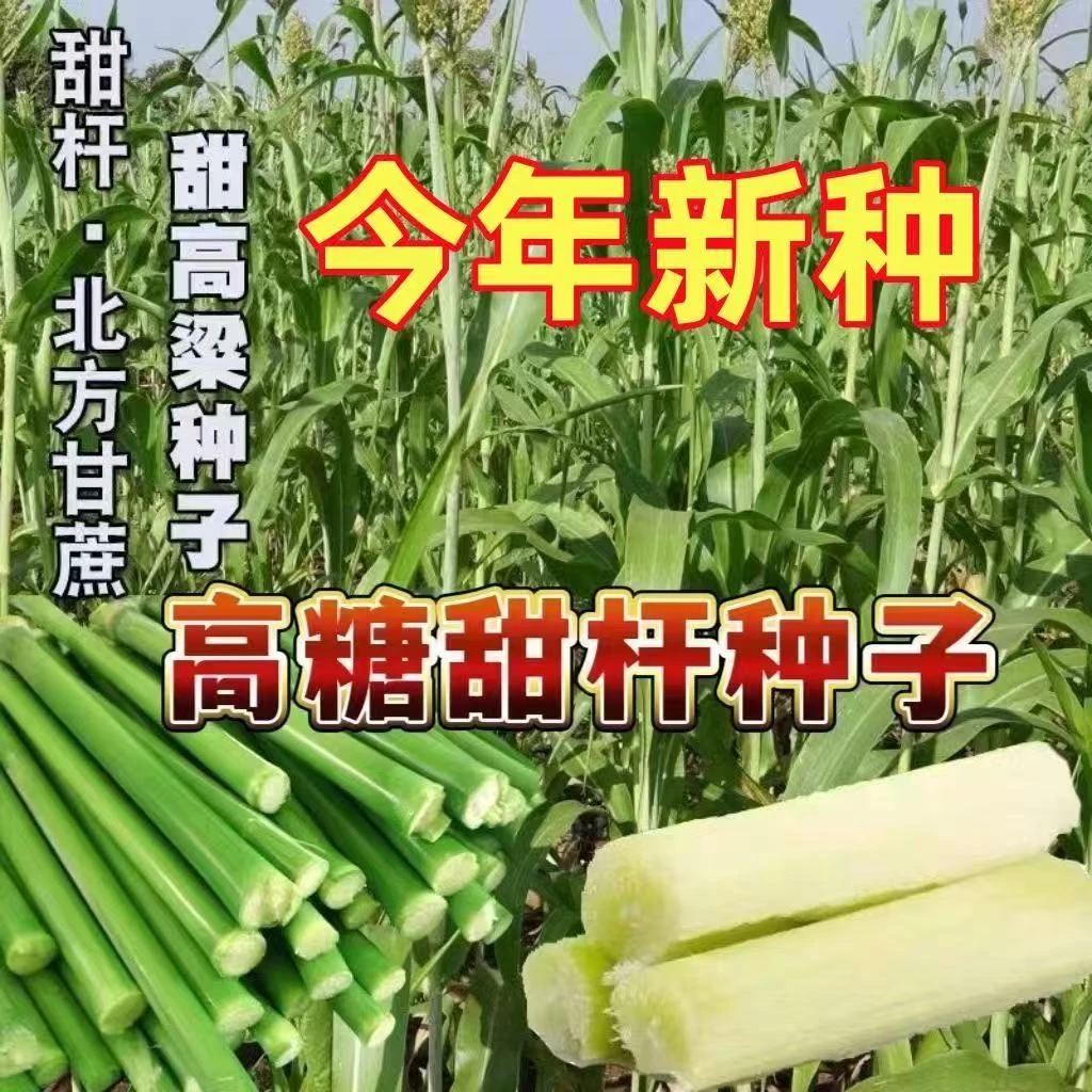 高糖甜杆种子青皮甘蔗种子春夏秋冬四季播易种植YL