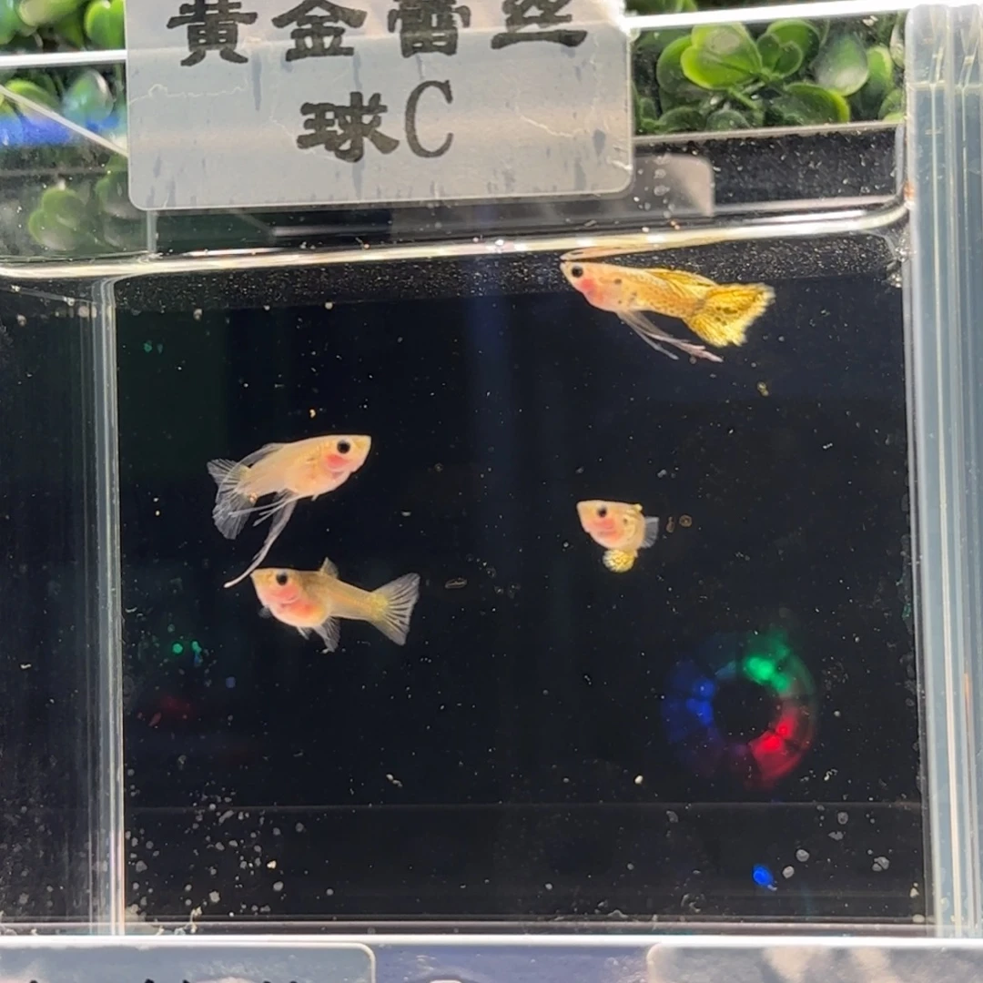 孔雀鱼黄金蕾丝球C