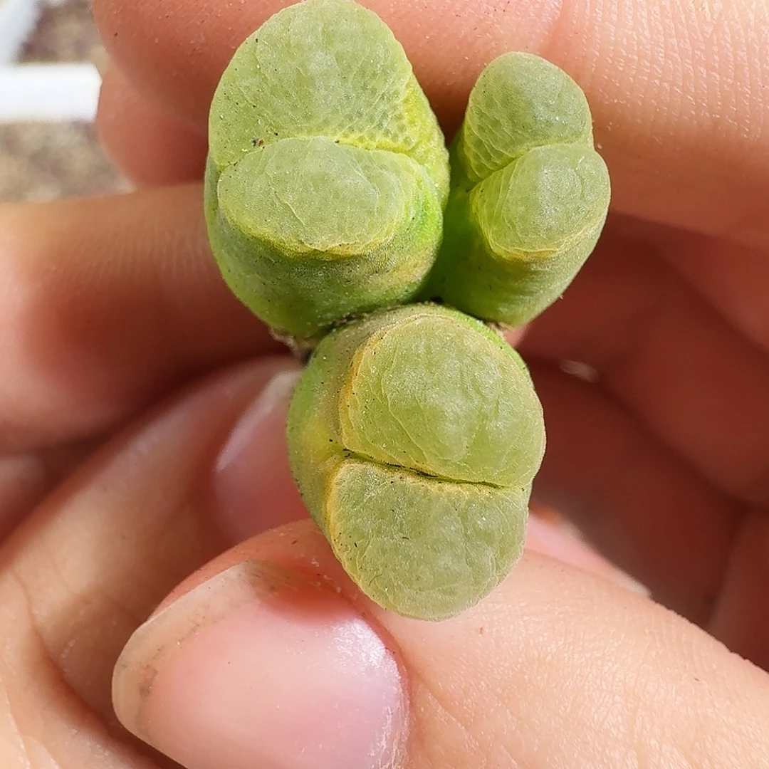 多肉植物福利风铃152