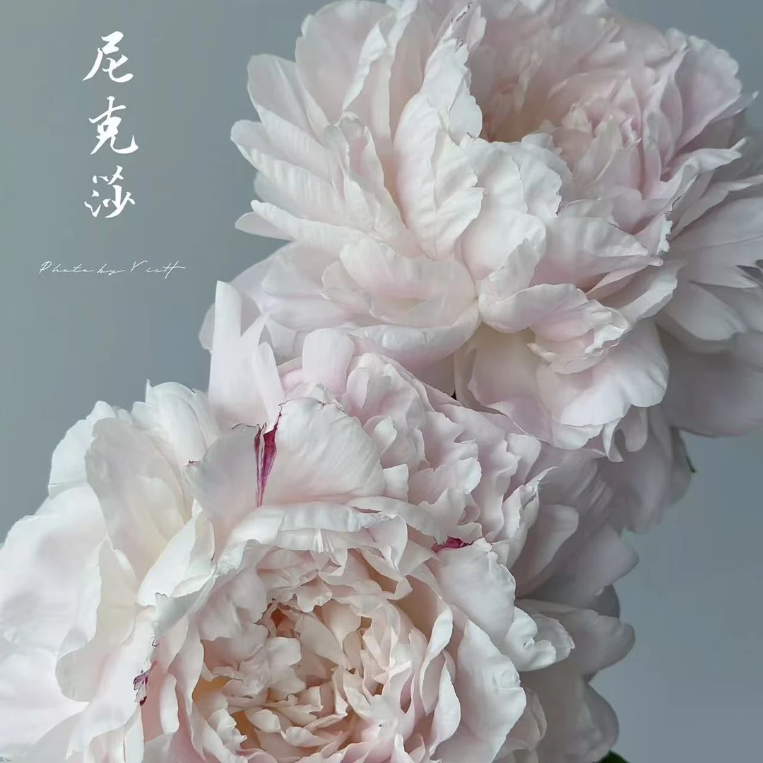 【尼克莎】原装进口种苗，重瓣带芽大苗盆栽植物