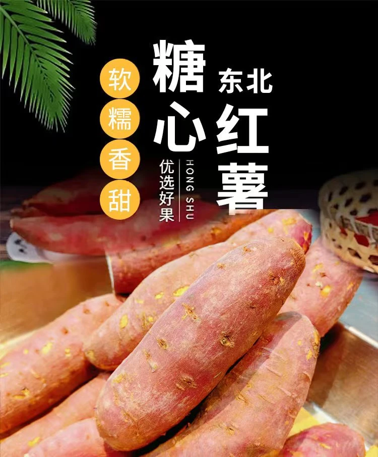 [甘敬专属]北盘农园锦田蜜薯沙地地瓜黄心软糯香甜无根无丝