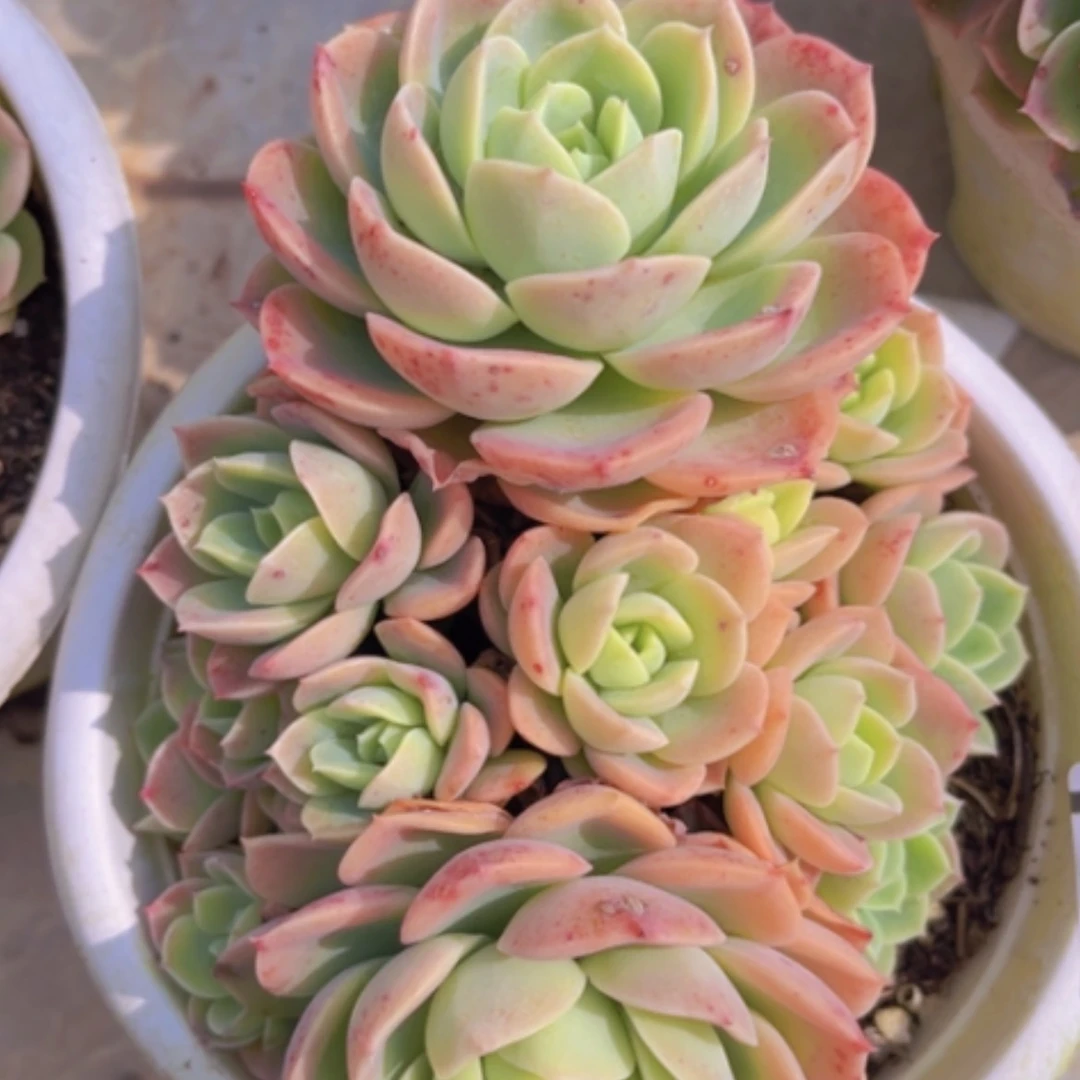 【闪购商品】哈密瓜0655