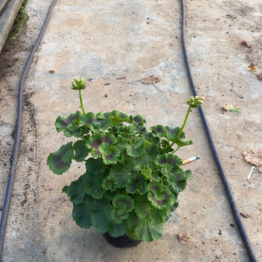 彩***糖完全开放西瓜红中苗