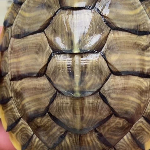 绿毛龟不分公母888888888