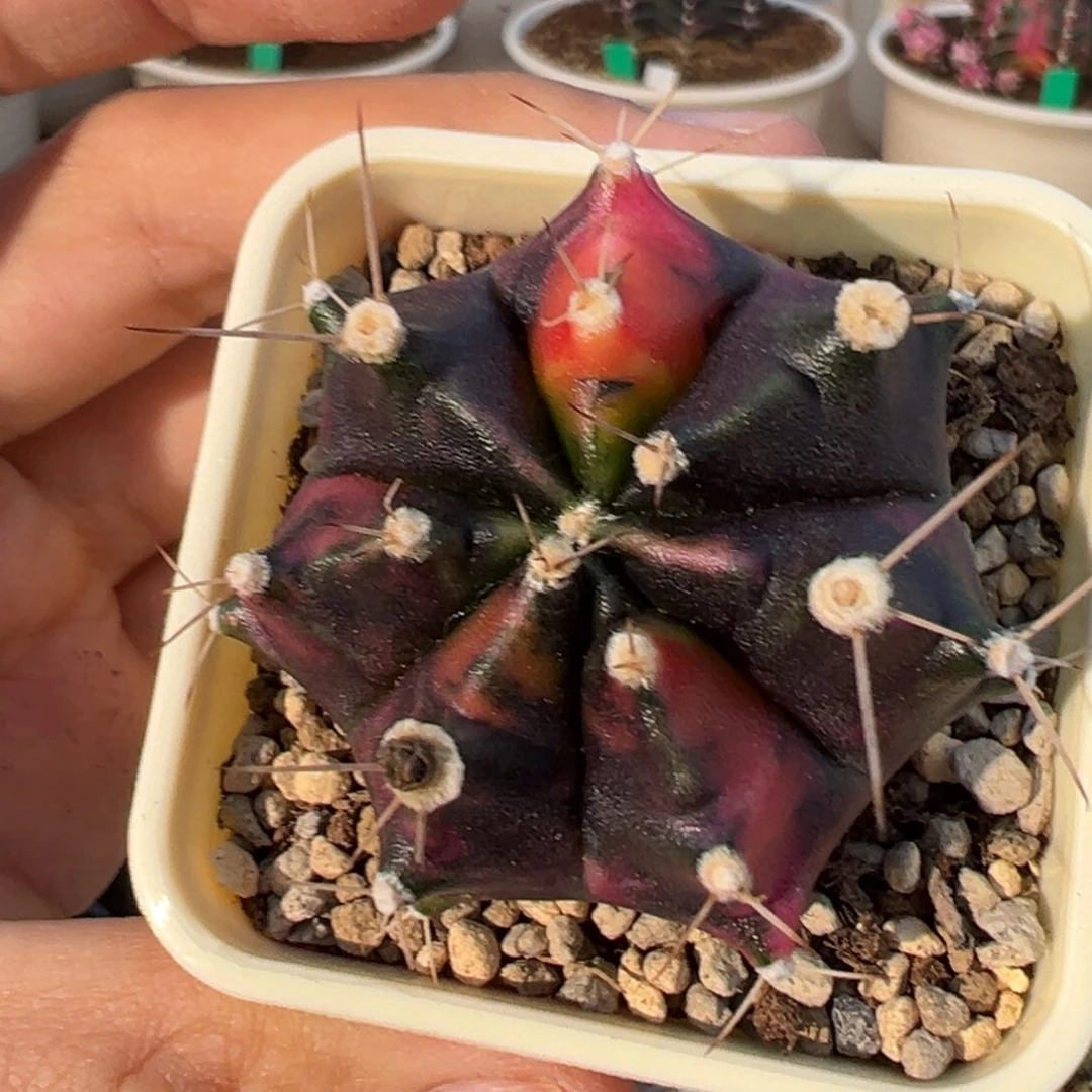 176 好看的米哈冲冲冲
