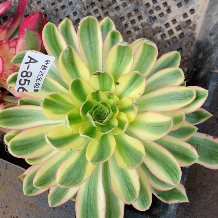 856青莲多肉12345678