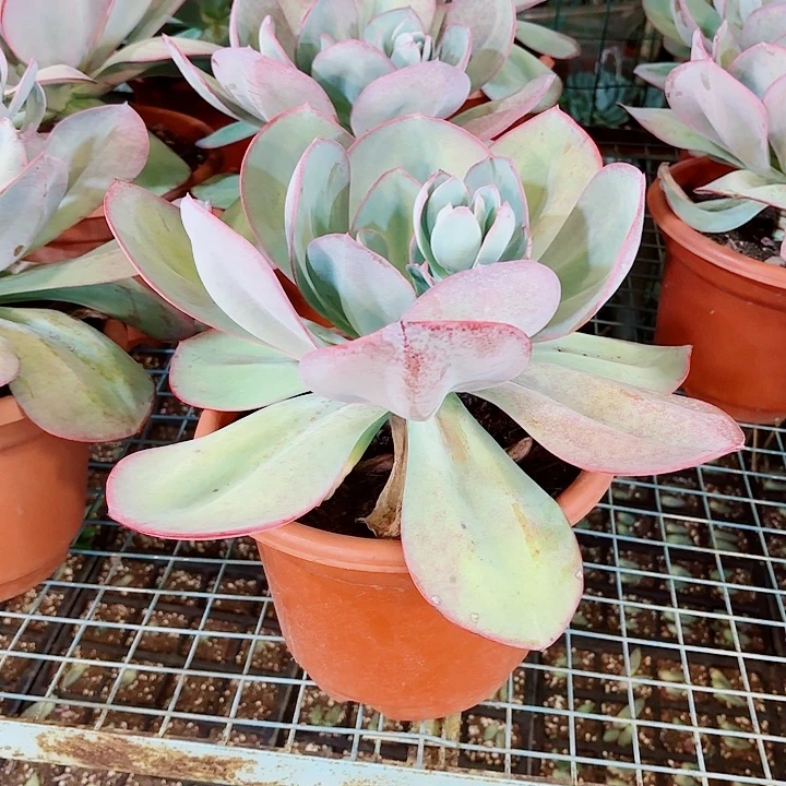 中号布鲁克林的蓝