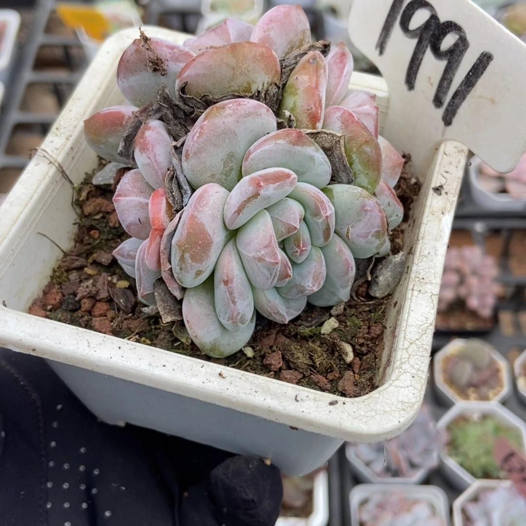 1991石榴籽多肉植物