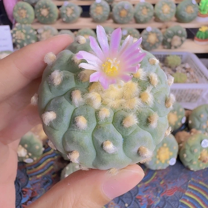 福利实生369多棱园艺观赏植物