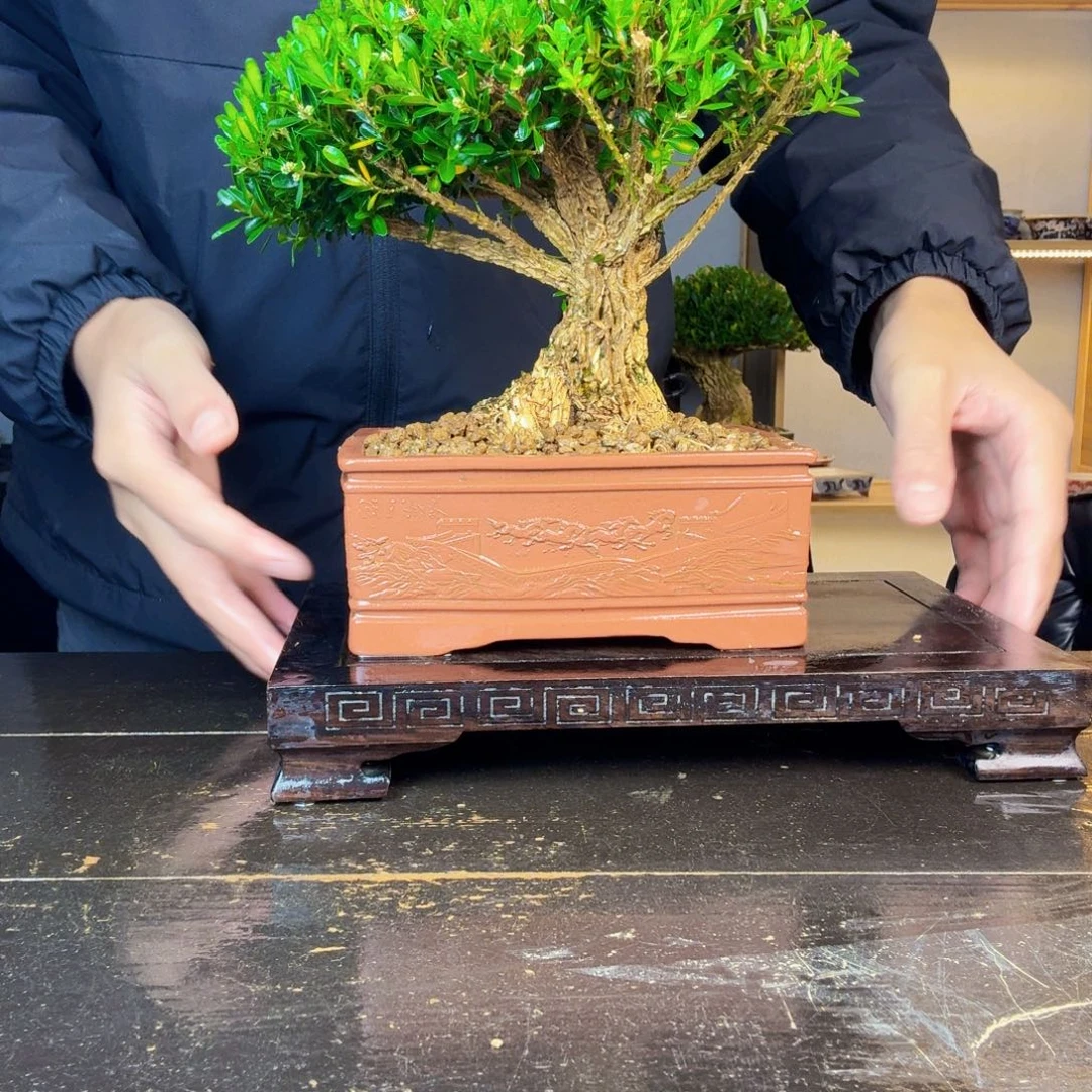 @***？无花朵黄杨盆景一物一拍