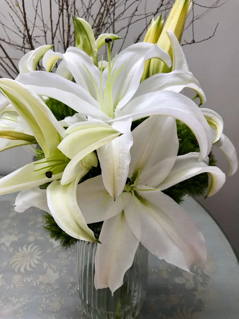 【羊脂玉】精选羊脂玉香水百合云南鲜花优质鲜切花水培鲜花