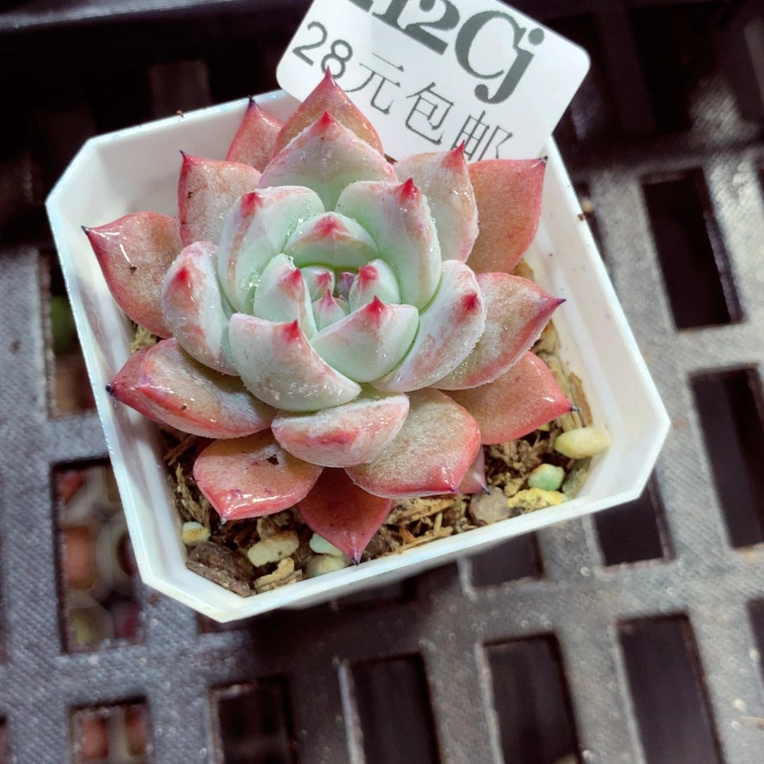 5厘米盆精控多肉212