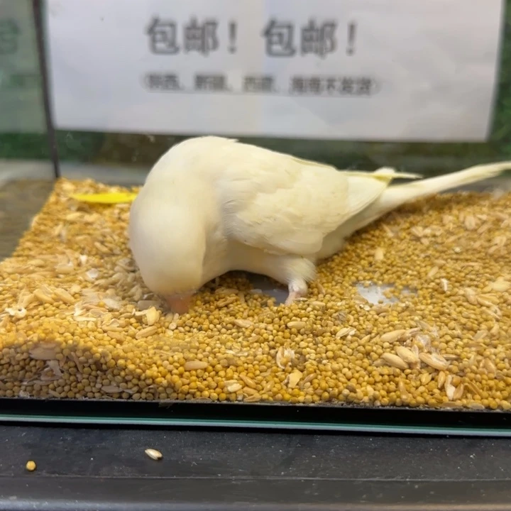 虎皮鹦鹉大头虎皮鹦鹉